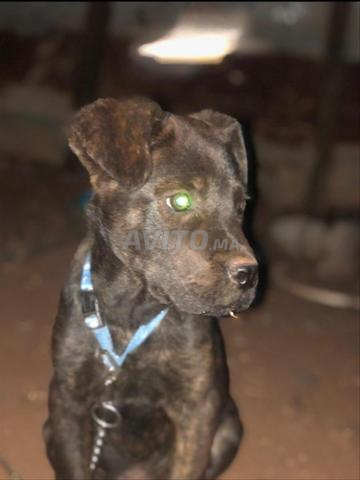 Chiots Cane Corso de 3 mois - 2