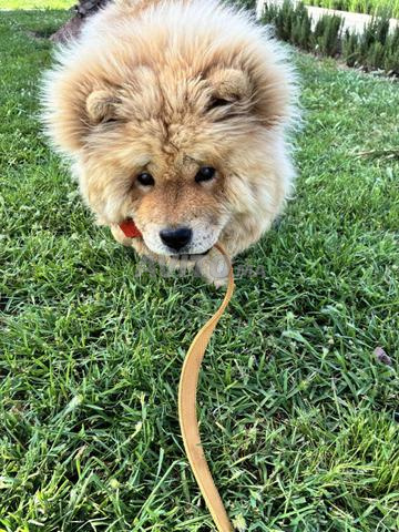 Chien chow-chow - 2