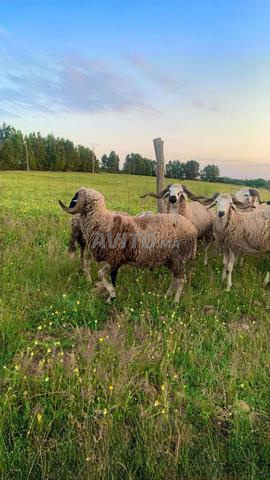Nourriture naturelle autour de l'Aïd, bienvenue à Salé - 2