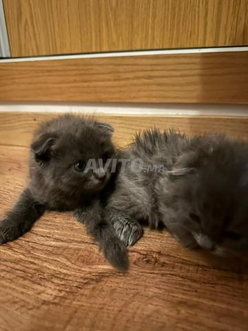 Élégant Scottish Fold Gris Pure Race - 2
