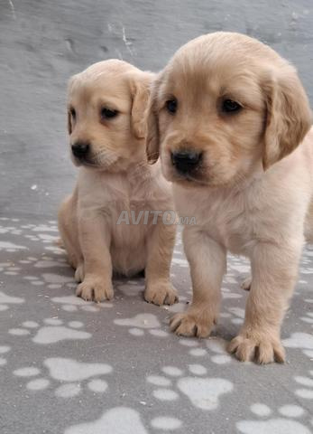 Golden Retriever - 2