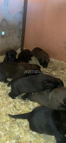 Chiot Malinois - 2