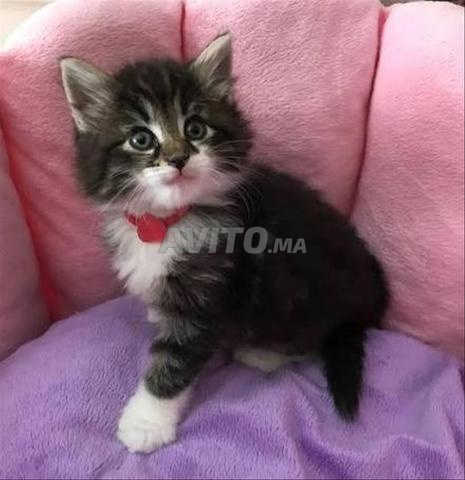 Chaton norvégien poil long, bon prix, très calme, disponible - 2