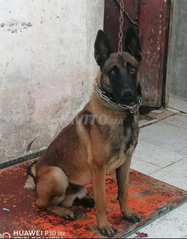 Malinois charbonné 2 mois - 2