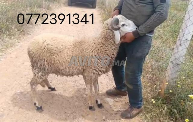 Mouton Sanaan lait nourri naturellement