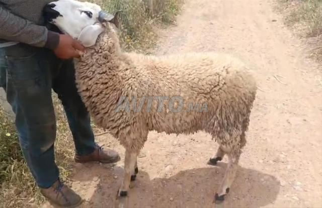 Mouton Sanaan lait nourri naturellement - 2