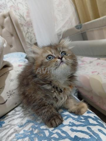 Chat persan - 2
