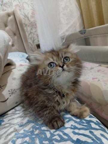Chat persan - 2