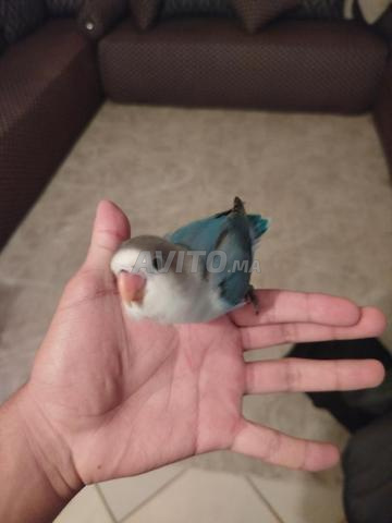 2 طيور الحب، مدربة جيدًا، يمكن إطعامها باليد