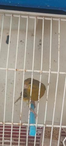 Canari à vendre - 2