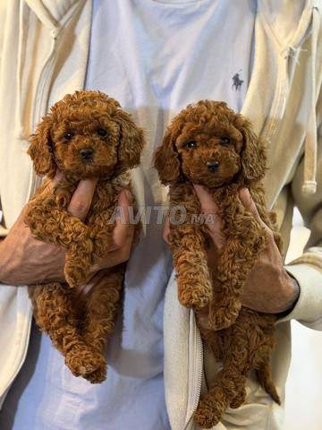 Caniche Poodle Toy / Teacup - 2