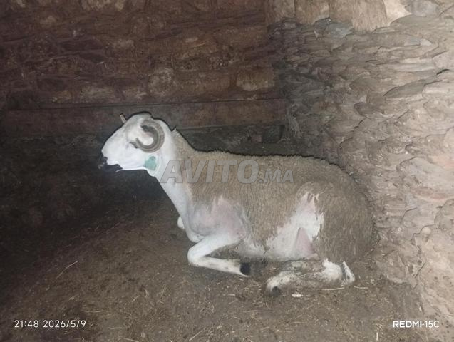 Bélier pour l'Aïd al-Adha - 2
