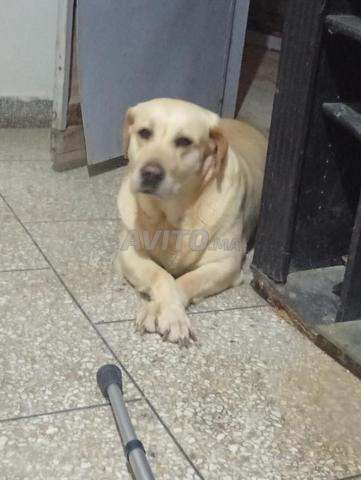 Labrador Retriever - 2