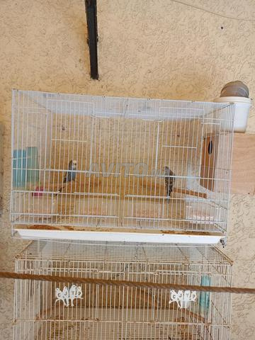 Oiseaux à vendre - 2