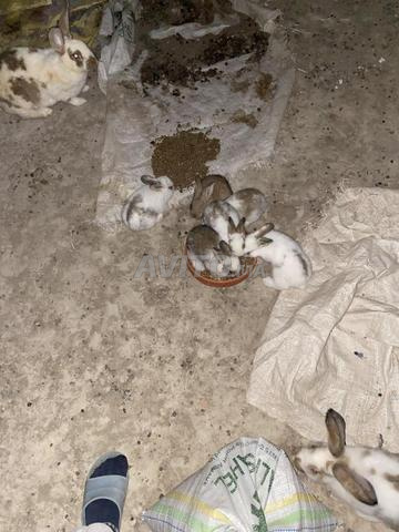 4 🐇 à vendre - 2