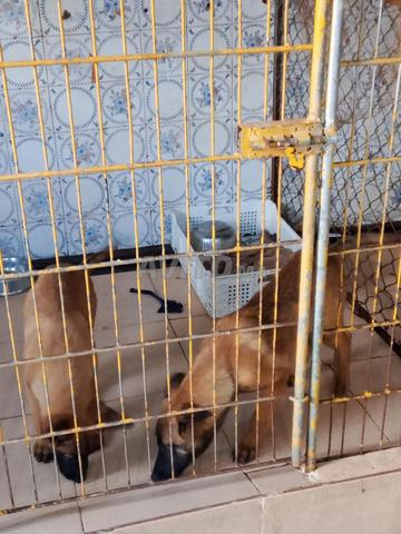 Chiot Malinois Charbonné 3 mois - 2