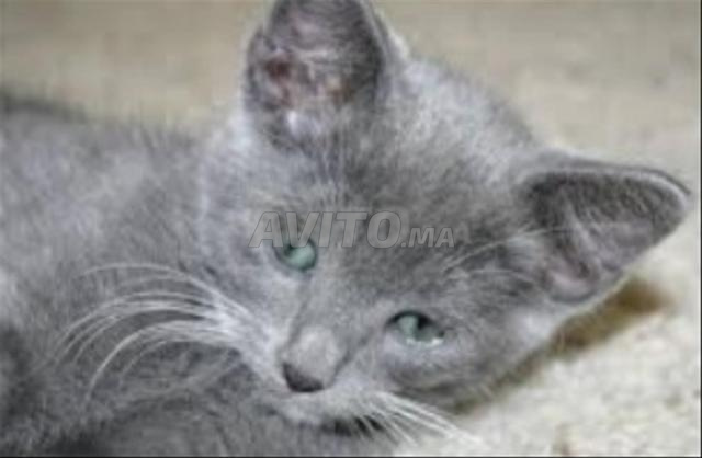 Chaton bleu - 2
