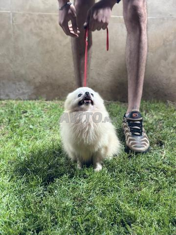 Femelle Spitz pomeranien pedigree - 2
