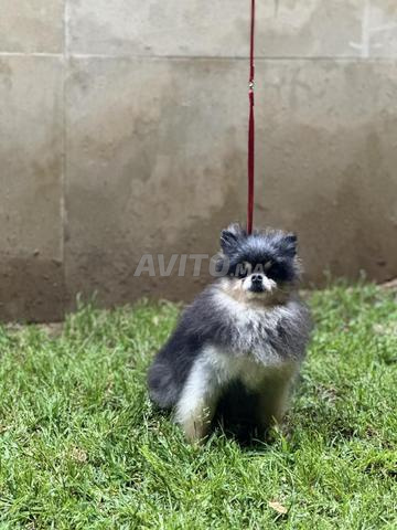 Loulou spitz de Poméranie - 2