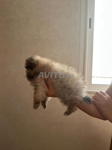 Spitz nain - 2