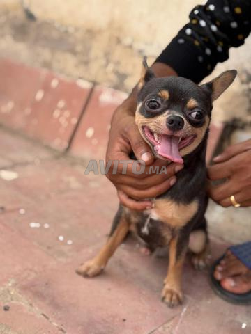 Mâle chihuahua toy - 2