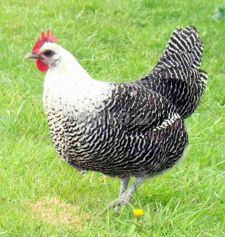 Les poules Fayoumi produisent environ 300 œufs par an.