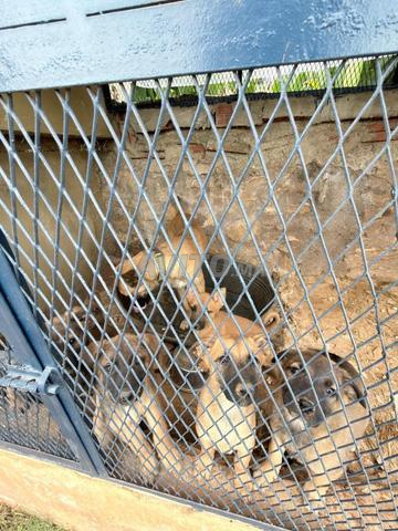6 chiots malinois de pur sang