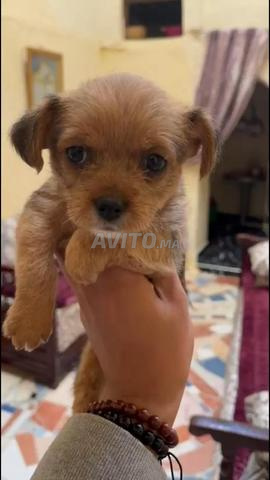 Chiot Meknès