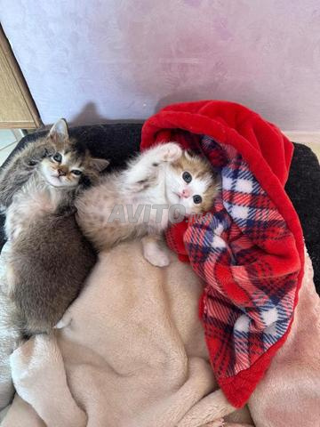Femelle Scottish Fold / British Shorthair - 2