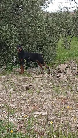 2 couples Doberman - 2