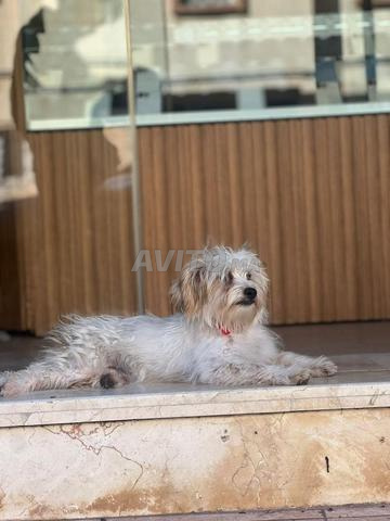 Chien Caniche à vendre