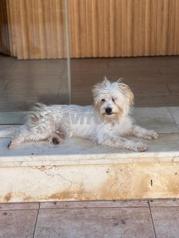 Chien Caniche à vendre - 2