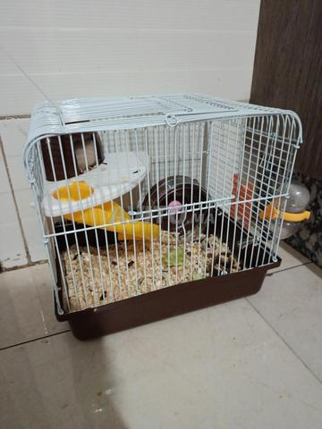 Hamster et cage - 2