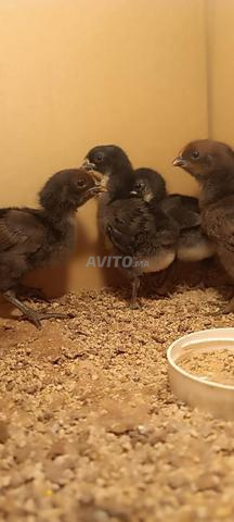 Poussins Australorp - 2