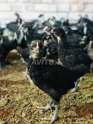 Poussins Australorp