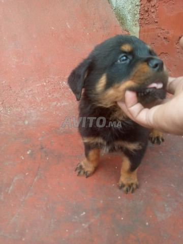 Chiots Rottweiler - 2