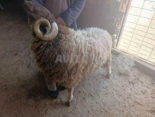 Moutons de l'Aïd de Midelt, excellente qualité et prix abordables