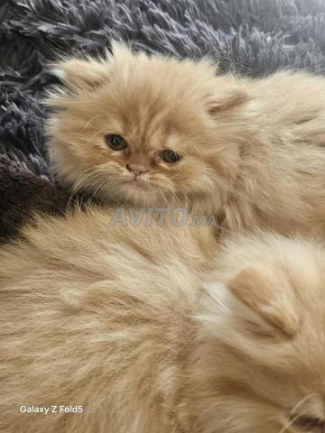Chatons persans