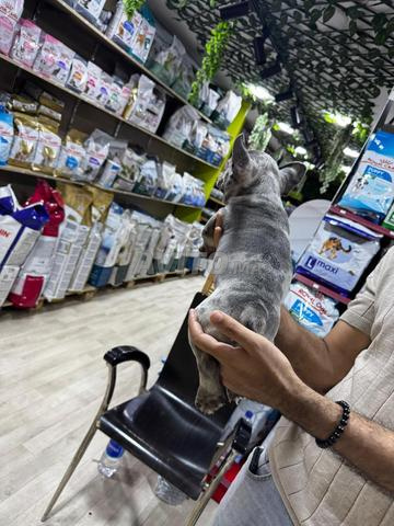 Mâle bulldog blue merle