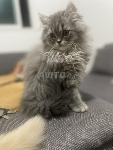 Persan chinchilla - 2