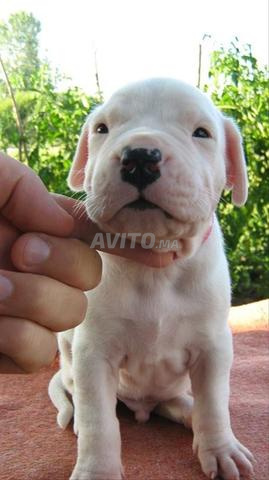 Chiot Dogue Argentin - 2