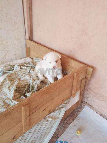 Chiots husky blanc, 1,5 mois - 2