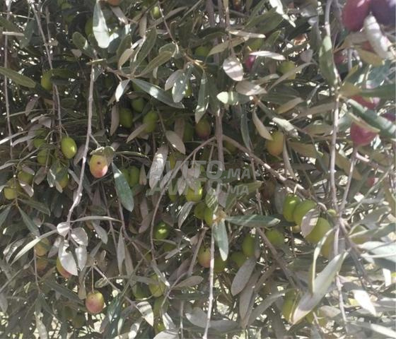 Huile d’Olive Beldia Bio Pressée à Froid Haouz - 2