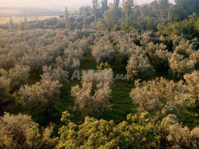 Terrain agricole à vendre avec mosquée - 2