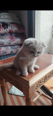 Scottish Fold. Scottish Straight - 2
