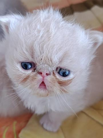 Chaton mâle persan pure race - 2