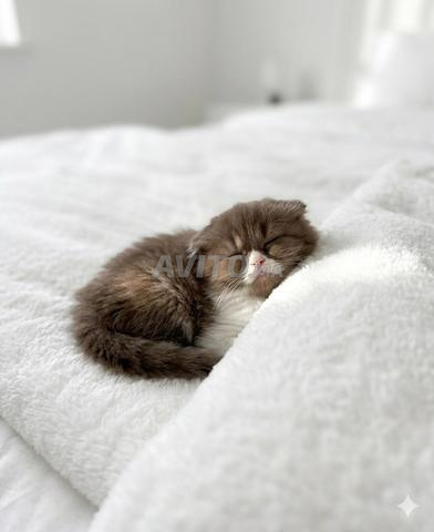 Scottish Fold Highland - 2