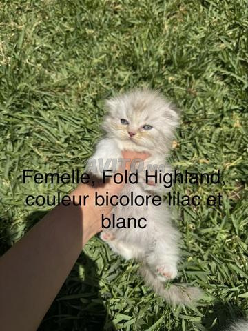 Scottish Fold Highland femelle - 2