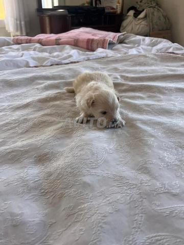 Chien 2 mâles une femelle de race chihuahua - 2