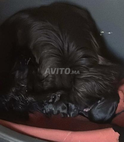 Une femelle et ses 2 chiots - 2
